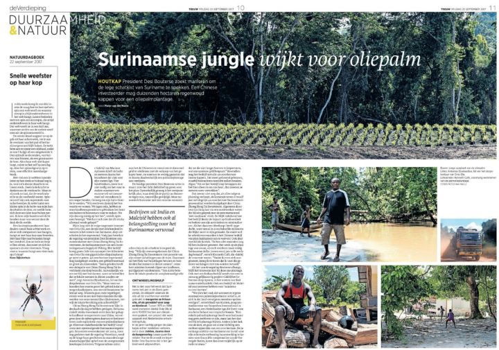 jungle wijkt voor oliepalm.jpg